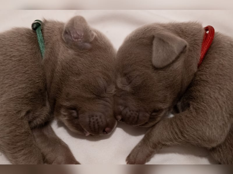 Weimaraner-Mix Welpen aus liebevoller Verpaarung – 12 kleine Wunder suchen ihr Zuhause
