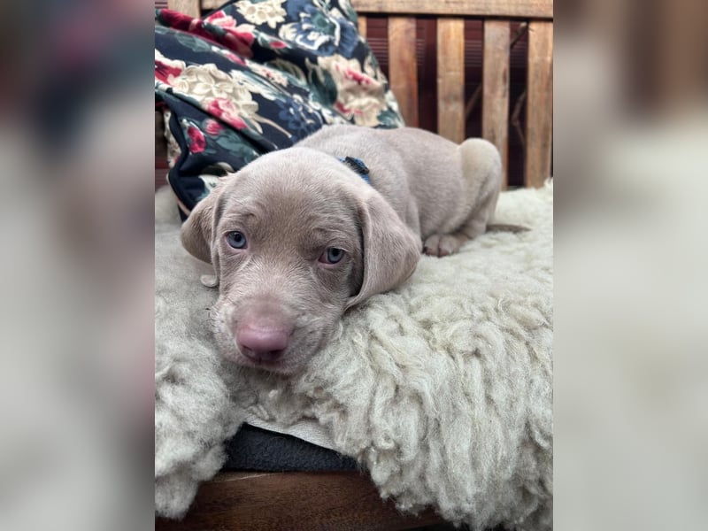 Weimaraner-Mix Welpen aus liebevoller Verpaarung – 12 kleine Wunder suchen ihr Zuhause
