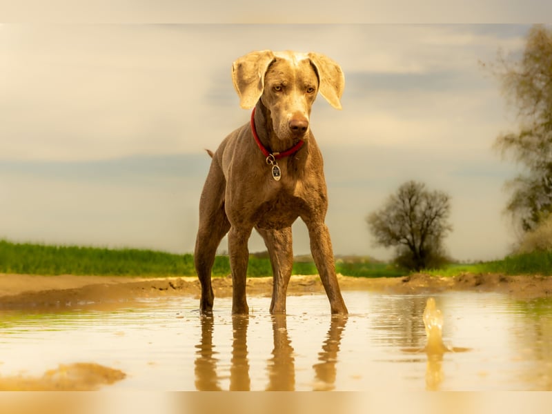 Weimaraner-Mix Welpen aus liebevoller Verpaarung – 12 kleine Wunder suchen ihr Zuhause