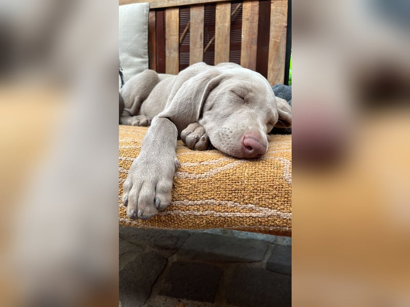 Weimaraner-Mix Welpen aus liebevoller Verpaarung – 12 kleine Wunder suchen ihr Zuhause