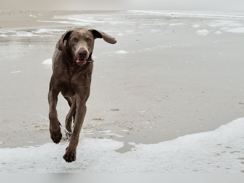 Weimaraner-Mix Welpen aus liebevoller Verpaarung – 12 kleine Wunder suchen ihr Zuhause