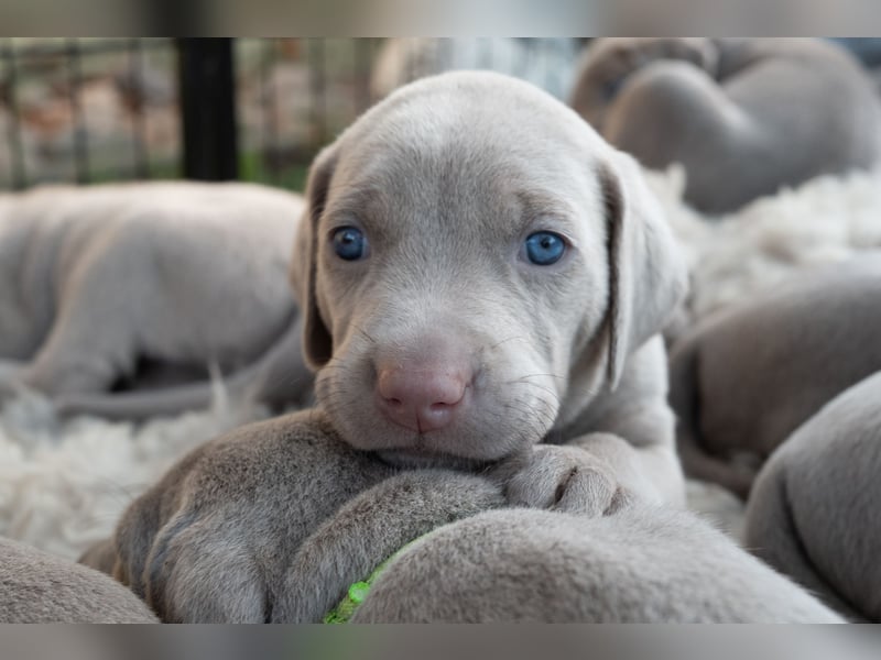 Weimaraner-Mix Welpen aus liebevoller Verpaarung – 12 kleine Wunder suchen ihr Zuhause