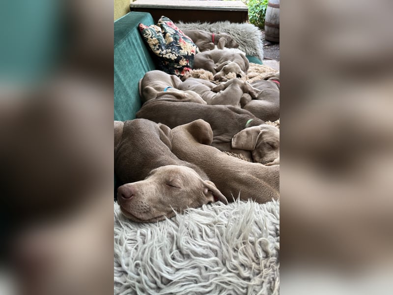 Weimaraner-Mix Welpen aus liebevoller Verpaarung – 12 kleine Wunder suchen ihr Zuhause
