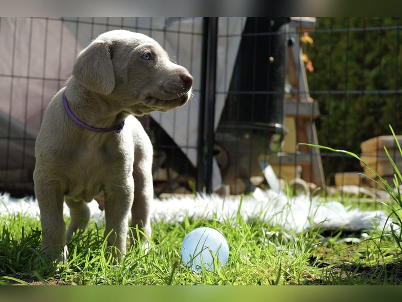 Weimaraner-Mix Welpen aus liebevoller Verpaarung – 12 kleine Wunder suchen ihr Zuhause