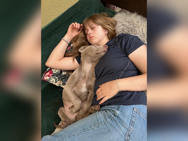 Weimaraner-Mix Welpen aus liebevoller Verpaarung – 12 kleine Wunder suchen ihr Zuhause