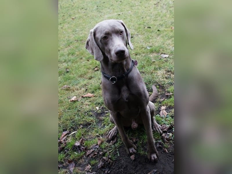 Weimaraner-Mix Welpen aus liebevoller Verpaarung – 12 kleine Wunder suchen ihr Zuhause