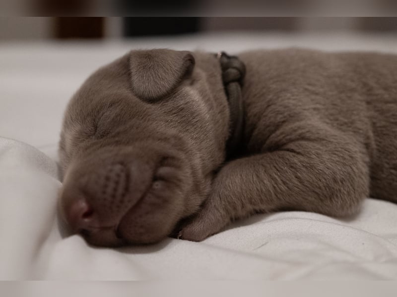 Weimaraner-Mix Welpen aus liebevoller Verpaarung – 12 kleine Wunder suchen ihr Zuhause