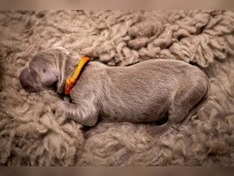 Weimaraner-Mix Welpen aus liebevoller Verpaarung – 12 kleine Wunder suchen ihr Zuhause
