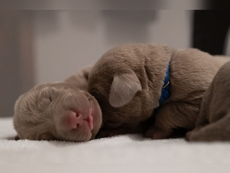 Weimaraner-Mix Welpen aus liebevoller Verpaarung – 12 kleine Wunder suchen ihr Zuhause