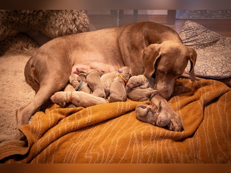 Weimaraner-Mix Welpen aus liebevoller Verpaarung – 12 kleine Wunder suchen ihr Zuhause