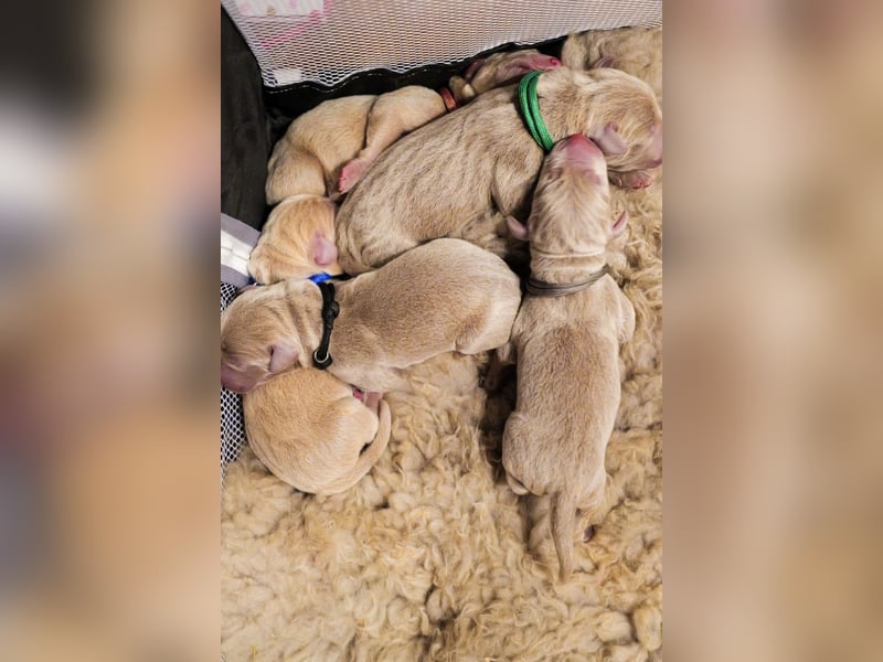 Weimaraner-Mix Welpen aus liebevoller Verpaarung – 12 kleine Wunder suchen ihr Zuhause