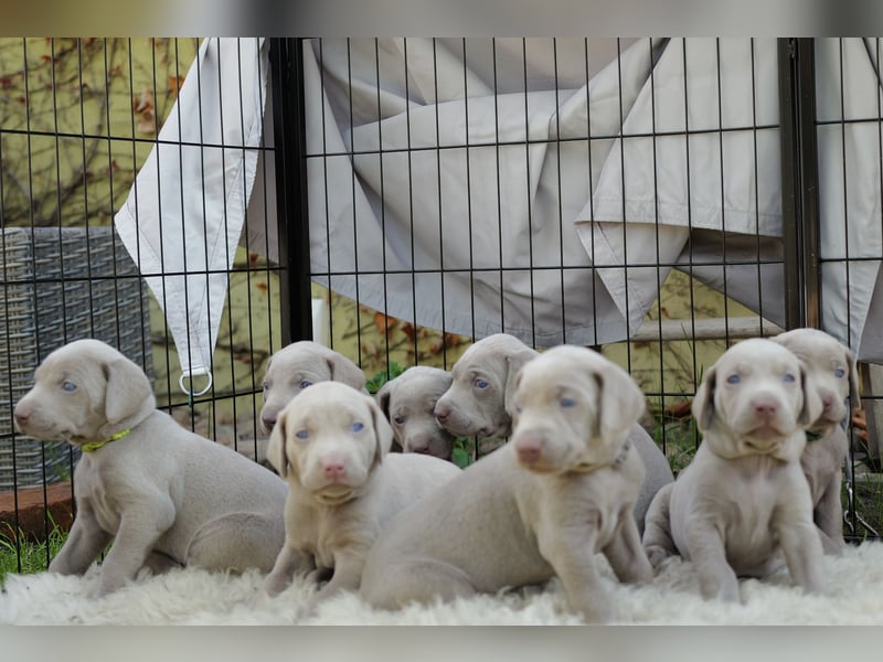 Weimaraner-Mix Welpen aus liebevoller Verpaarung – 12 kleine Wunder suchen ihr Zuhause
