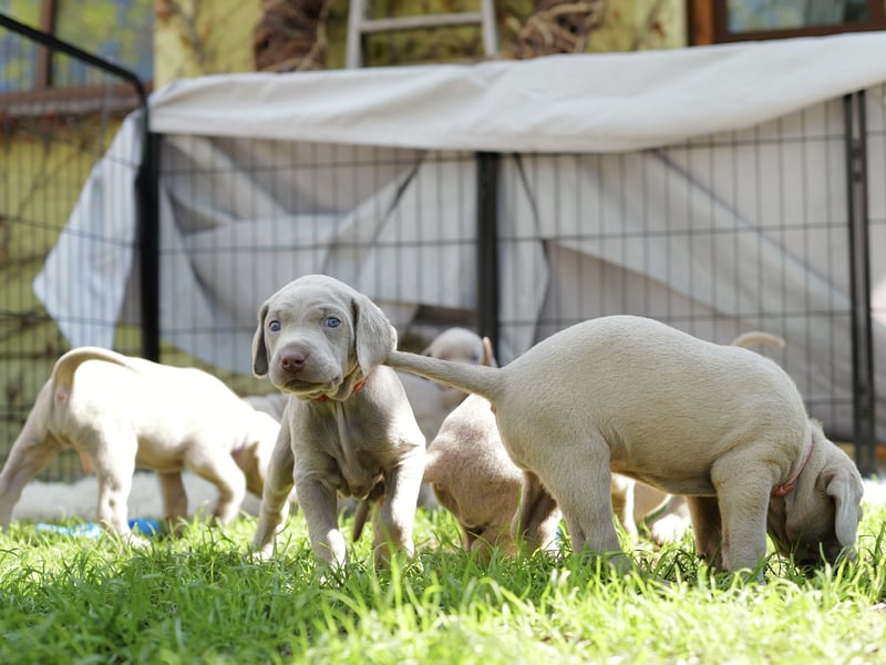 Weimaraner-Mix Welpen aus liebevoller Verpaarung – 12 kleine Wunder suchen ihr Zuhause