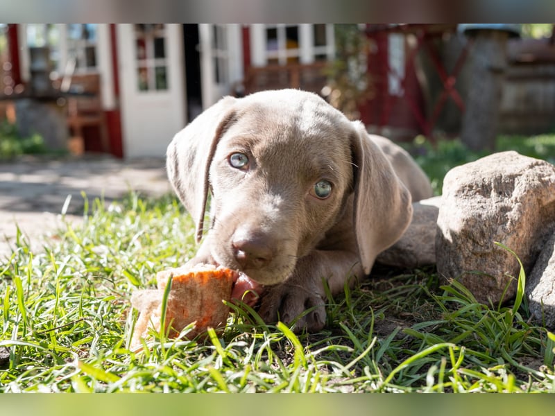 Weimaraner-Mix Welpen aus liebevoller Verpaarung – 12 kleine Wunder suchen ihr Zuhause
