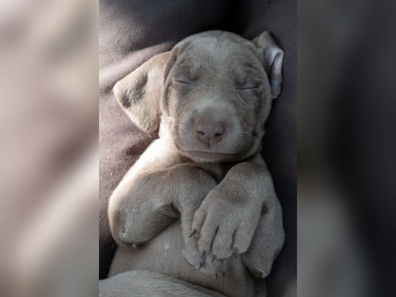 Weimaraner-Mix Welpen aus liebevoller Verpaarung – 12 kleine Wunder suchen ihr Zuhause
