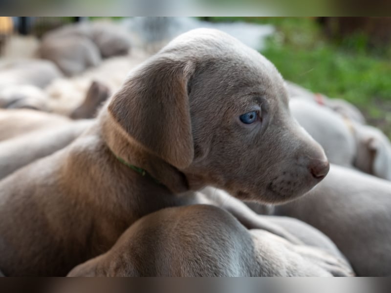 Weimaraner-Mix Welpen aus liebevoller Verpaarung – 12 kleine Wunder suchen ihr Zuhause