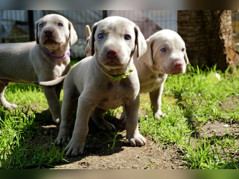 Weimaraner-Mix Welpen aus liebevoller Verpaarung – 12 kleine Wunder suchen ihr Zuhause