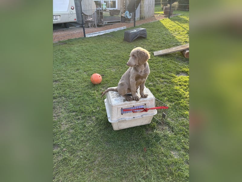 Langhaar Weimaraner Welpen