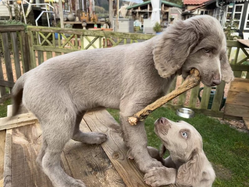 Langhaar Weimaraner Welpen