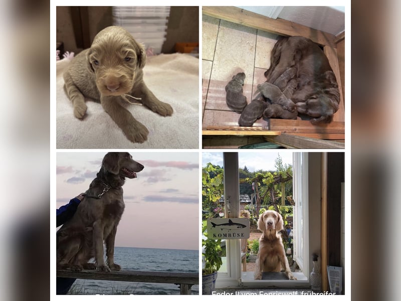 Langhaar Weimaraner Welpen