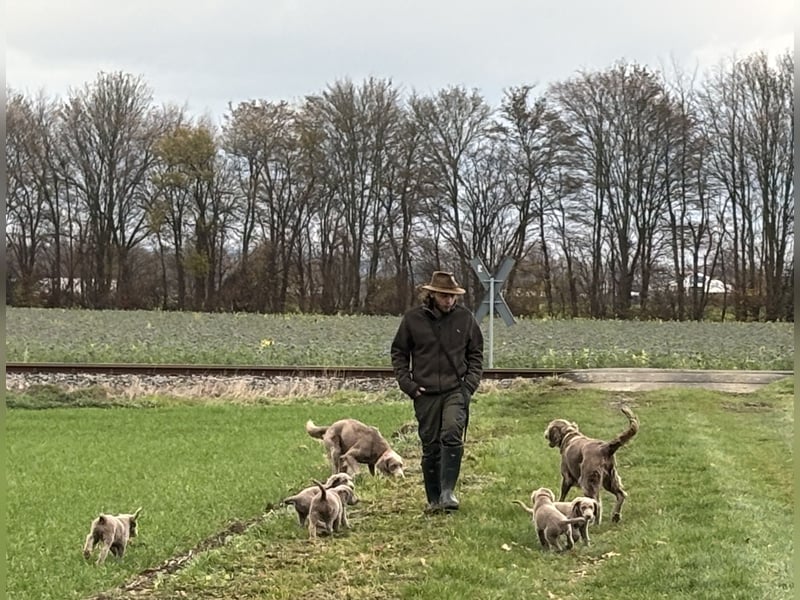 Langhaar Weimaraner Welpen