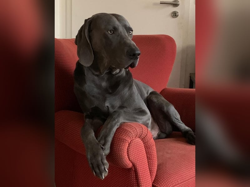 Weimaraner Leopold 6 Jahre alt