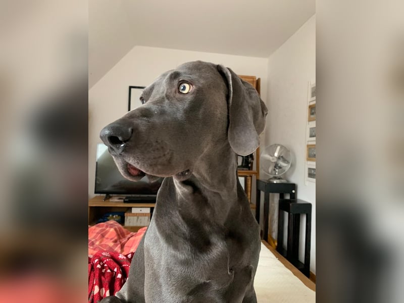 Weimaraner Leopold 6 Jahre alt