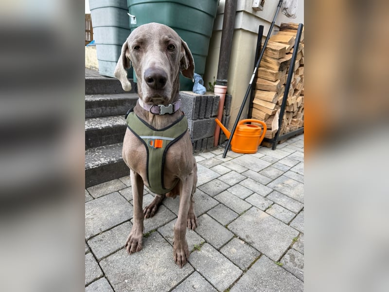 Drogo -katzenverträglicher Weimaraner-Rüde sucht ein Zuhause mit ganz viel Nähe