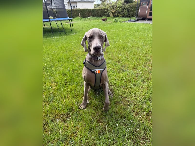 Drogo -katzenverträglicher Weimaraner-Rüde sucht ein Zuhause mit ganz viel Nähe