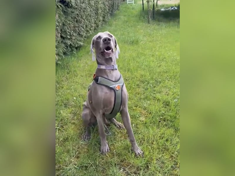 Drogo -katzenverträglicher Weimaraner-Rüde sucht ein Zuhause mit ganz viel Nähe