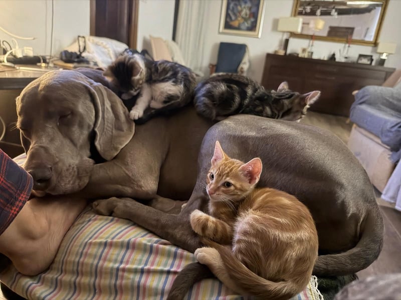 Drogo -katzenverträglicher Weimaraner-Rüde sucht ein Zuhause mit ganz viel Nähe