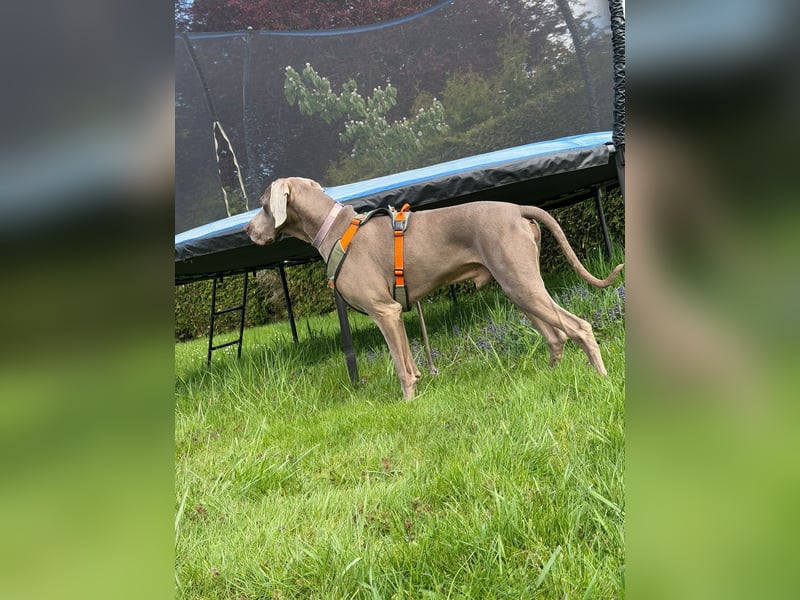 Drogo -katzenverträglicher Weimaraner-Rüde sucht ein Zuhause mit ganz viel Nähe