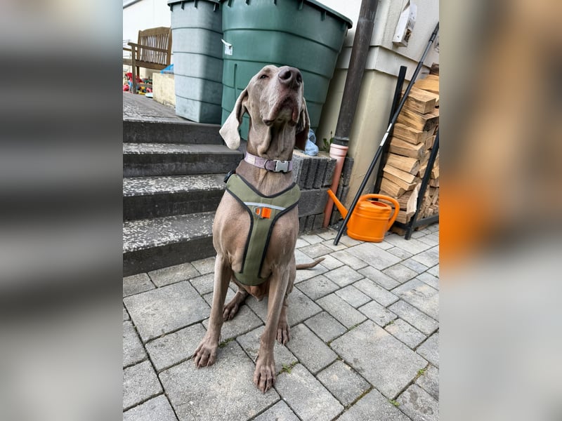 Drogo -katzenverträglicher Weimaraner-Rüde sucht ein Zuhause mit ganz viel Nähe