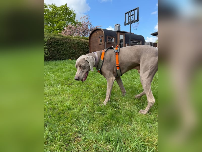 Drogo -katzenverträglicher Weimaraner-Rüde sucht ein Zuhause mit ganz viel Nähe