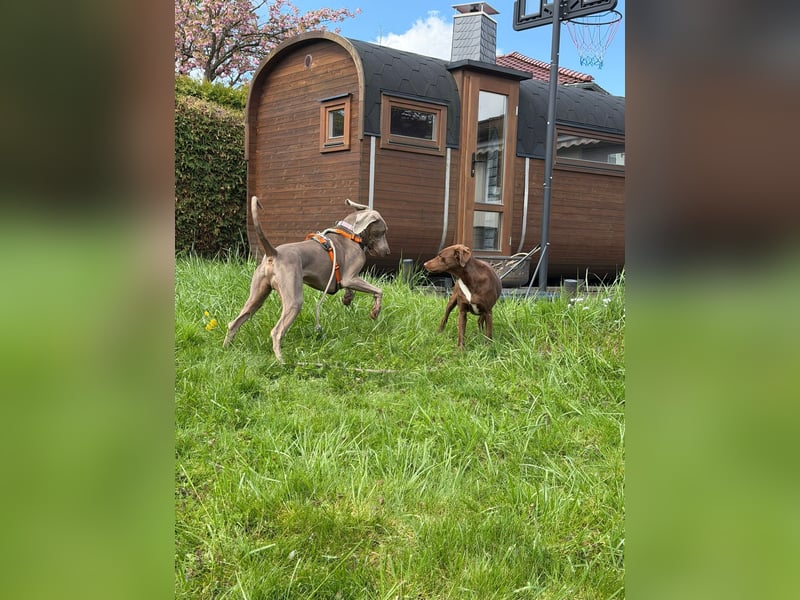 Drogo -katzenverträglicher Weimaraner-Rüde sucht ein Zuhause mit ganz viel Nähe