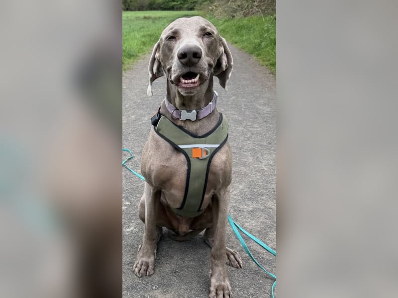 Drogo -katzenverträglicher Weimaraner-Rüde sucht ein Zuhause mit ganz viel Nähe