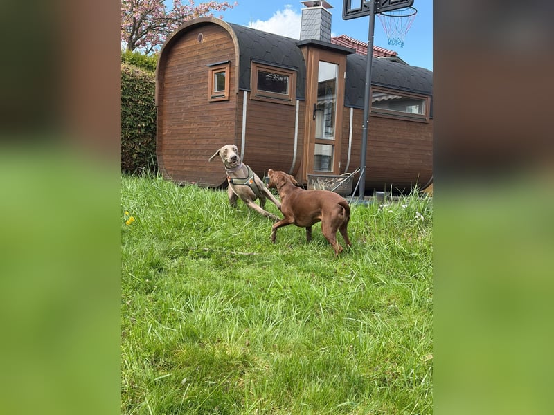 Drogo -katzenverträglicher Weimaraner-Rüde sucht ein Zuhause mit ganz viel Nähe