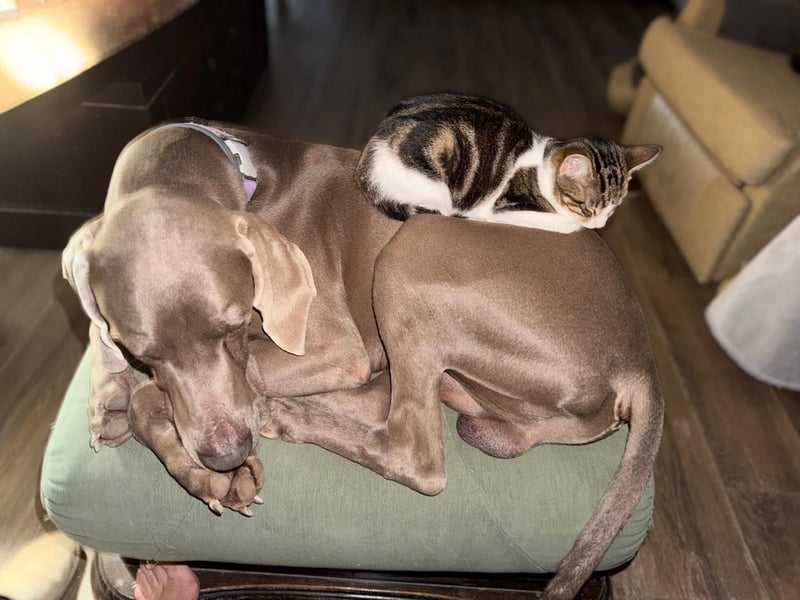 Drogo -katzenverträglicher Weimaraner-Rüde sucht ein Zuhause mit ganz viel Nähe