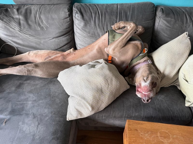 Drogo -katzenverträglicher Weimaraner-Rüde sucht ein Zuhause mit ganz viel Nähe