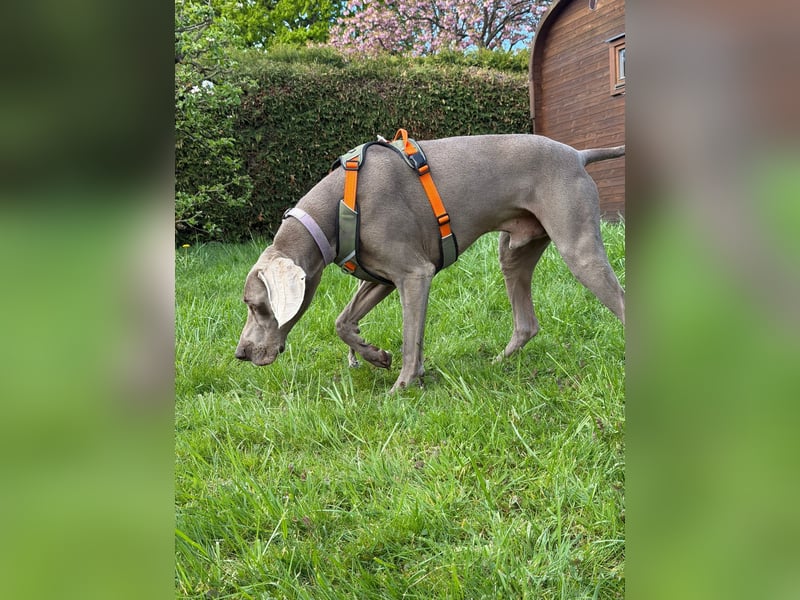 Drogo -katzenverträglicher Weimaraner-Rüde sucht ein Zuhause mit ganz viel Nähe