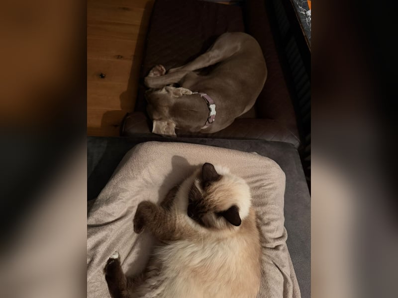 Drogo -katzenverträglicher Weimaraner-Rüde sucht ein Zuhause mit ganz viel Nähe