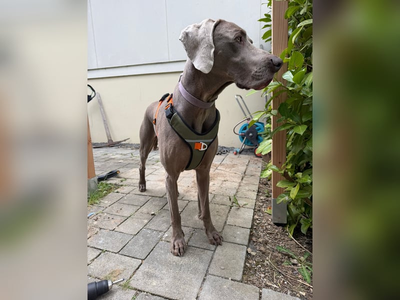 Drogo -katzenverträglicher Weimaraner-Rüde sucht ein Zuhause mit ganz viel Nähe