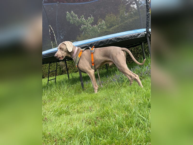 Drogo -katzenverträglicher Weimaraner-Rüde sucht ein Zuhause mit ganz viel Nähe