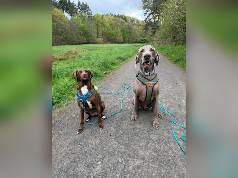 Drogo -katzenverträglicher Weimaraner-Rüde sucht ein Zuhause mit ganz viel Nähe