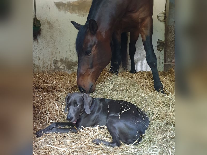 Weimaraner-Hündin, 6 Jahre alt, aus Zeitmangel abzugeben