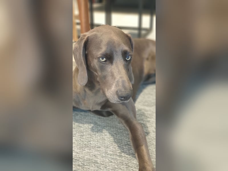 Weimaraner-Hündin, 6 Jahre alt, aus Zeitmangel abzugeben