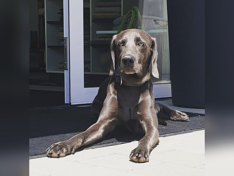 Weimaraner-Hündin, 6 Jahre alt, aus Zeitmangel abzugeben