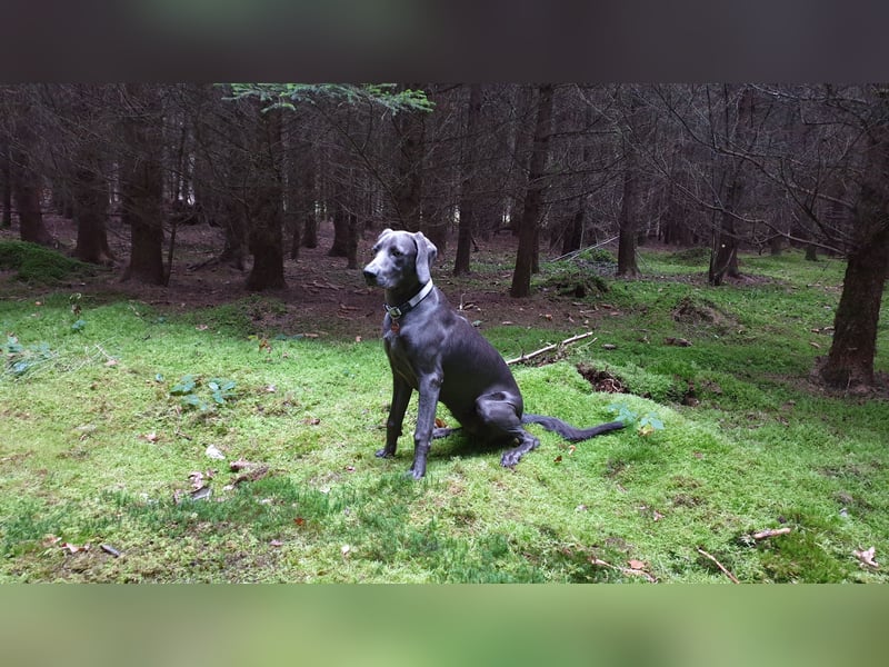 Weimaraner-Hündin, 6 Jahre alt, aus Zeitmangel abzugeben