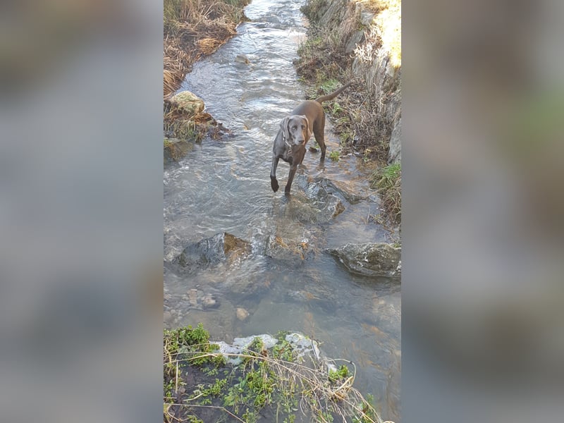 Weimaraner-Hündin, 6 Jahre alt, aus Zeitmangel abzugeben