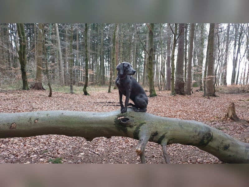 Weimaraner-Hündin, 6 Jahre alt, aus Zeitmangel abzugeben